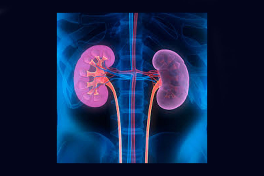 kidneys