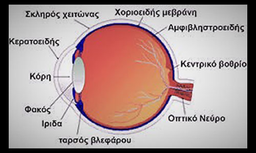 the parts of the human eye